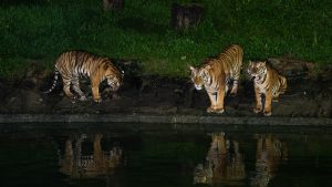 Taiping Zoo